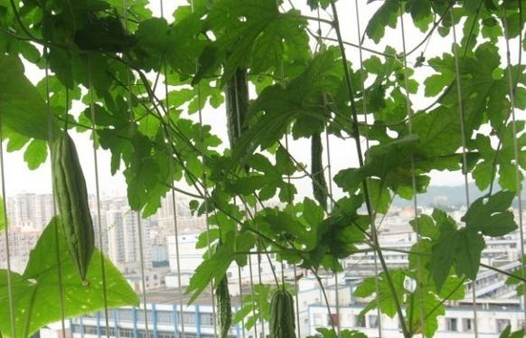 想在阳台种菜有哪些方法,阳台种菜如何准备土壤肥料