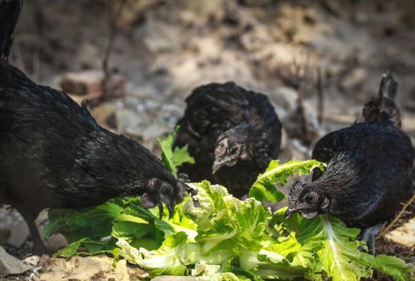 乌鸡营养,乌鸡饲养与加工