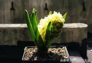 风信子种球发霉了怎么补救,刚买回来的风信子种球怎么处理