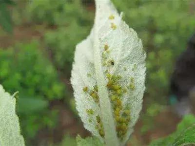 豆角套种何种蔬菜好可以去除蚜虫,蔬菜的蚜虫和青虫打什么农药最好