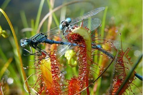 世界上长得最像外星植物的植物,植物界中神秘的植物