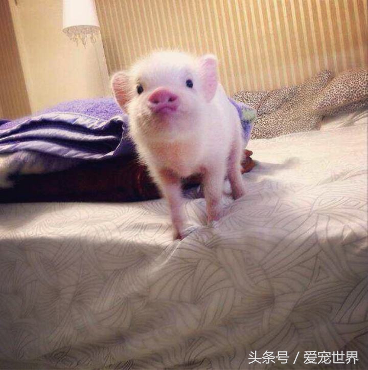 宠物猪与狗视频,宠物猪睡觉视频