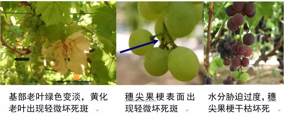 葡萄转色技术视频教程,葡萄转色期有什么禁忌