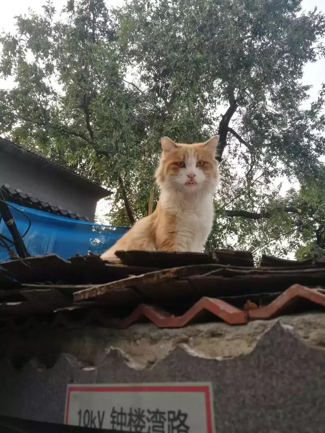 老北京市井的真实生活,老北京市井