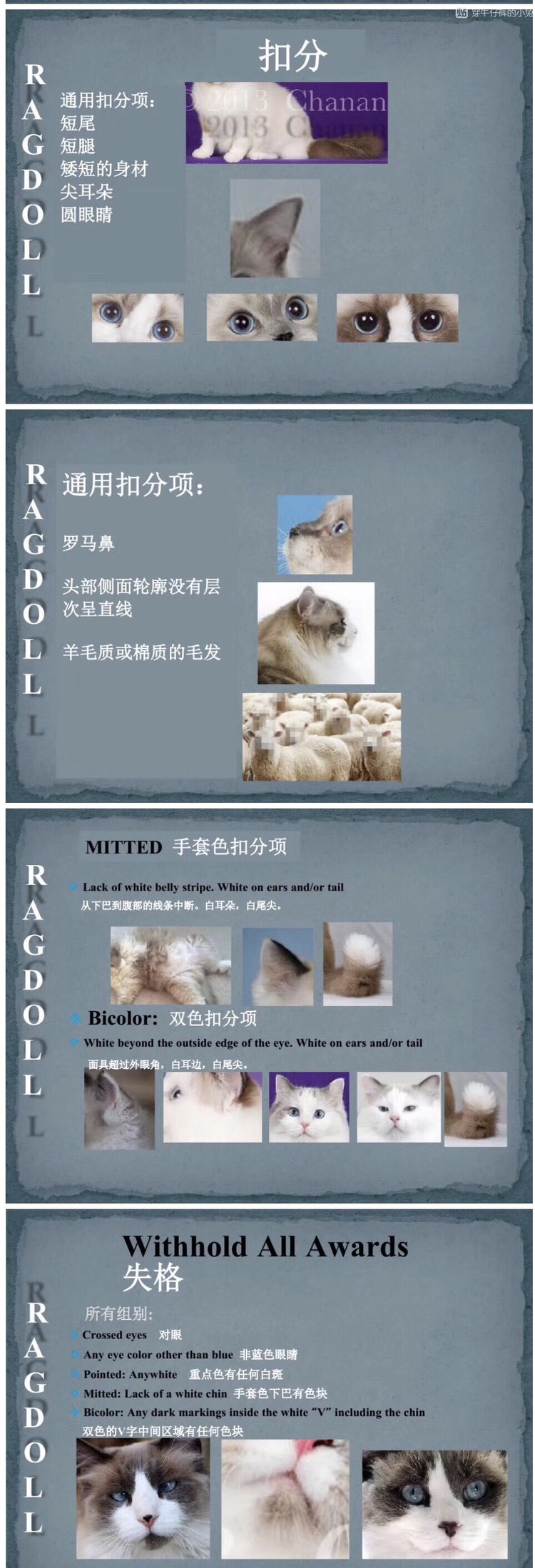 布偶猫的铲屎官们，你们饲养主子的方式对吗？