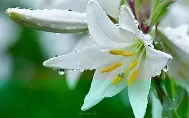 5款百合食疗收好，能治各种秋燥病，让你健康找上门！