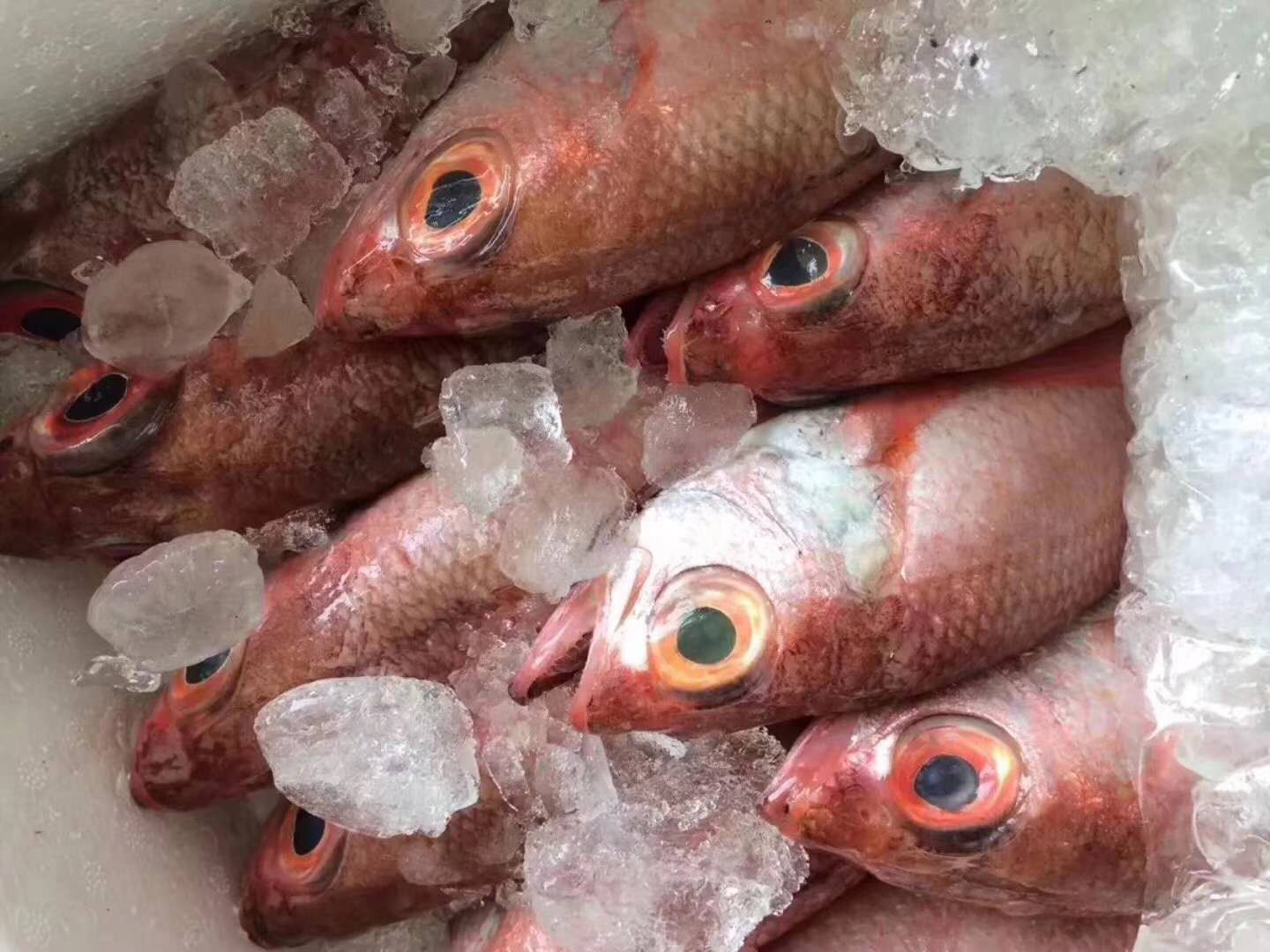 舟山旅游攻略买海鲜,舟山适合游客的海鲜市场