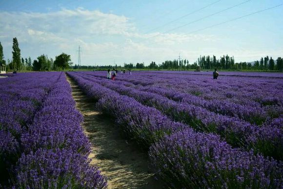 我的一周伊利穷游记