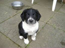 一只治愈了无数抑郁症患者的狗,最坚强的狗狗战胜癌症