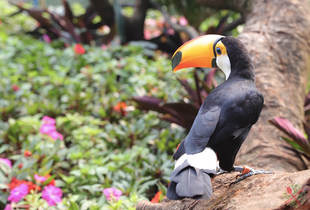 广州长隆乐园最全游玩攻略,广州长隆乐园旅游攻略三天两夜