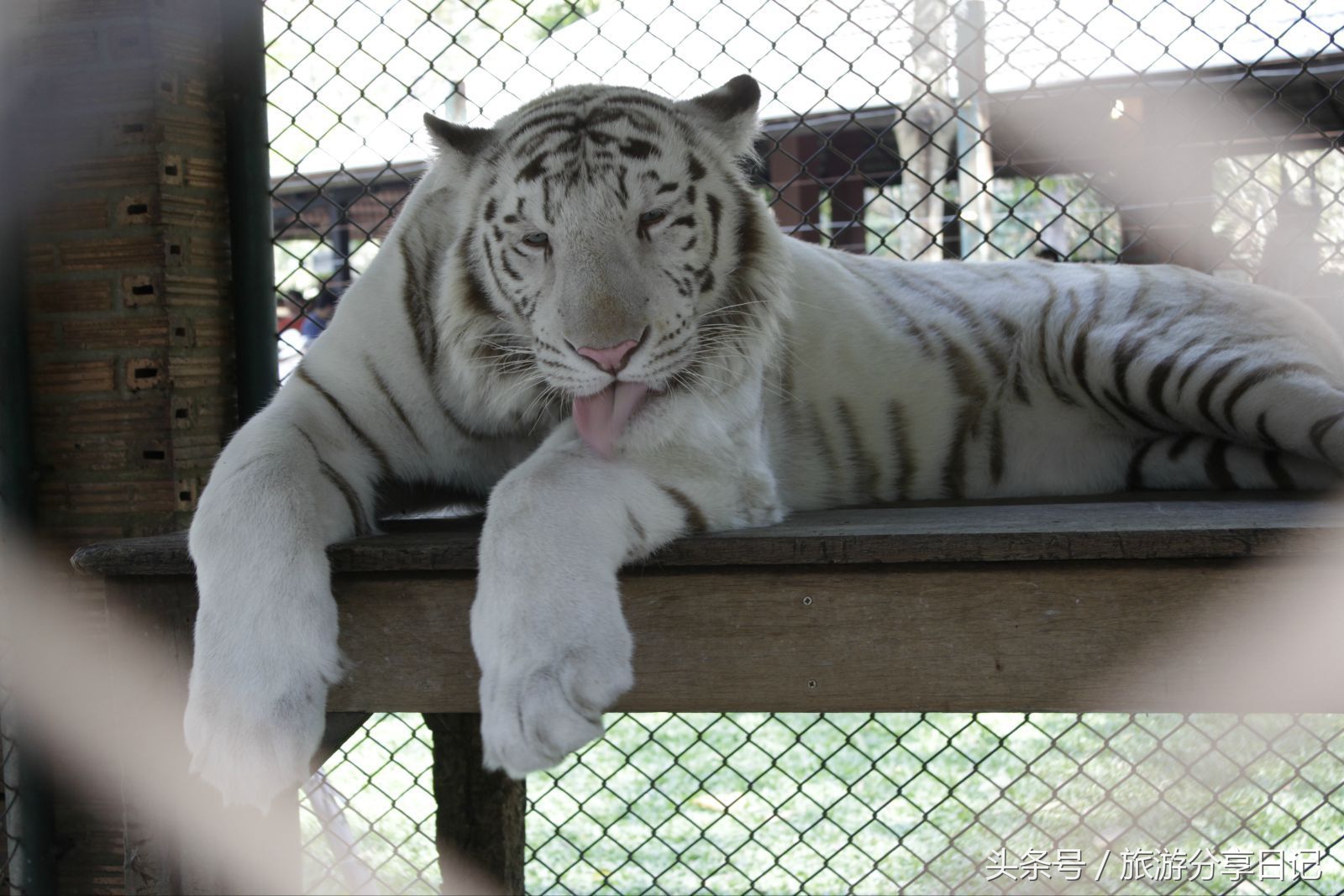 网友在泰国和老虎合影经历,泰国可以和老虎拍照的地方