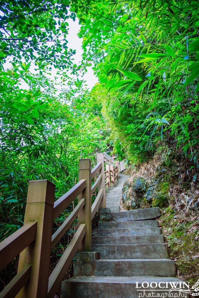 第一次采摘火龙果的体验,高明采摘火龙果