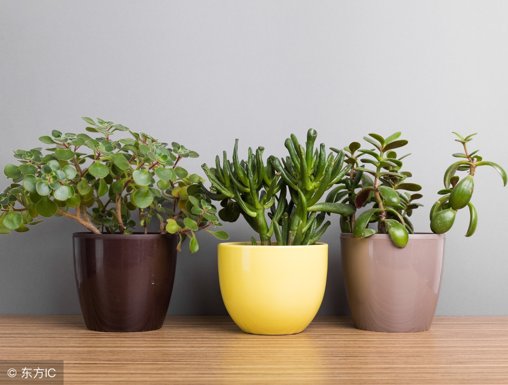 过期啤酒的妙用五大妙招告诉你,过期啤酒的实用小妙招你学会了吗