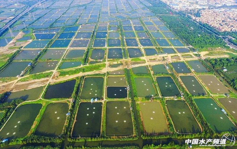 生鱼片哪里最出名,生鱼片排名前十名鱼