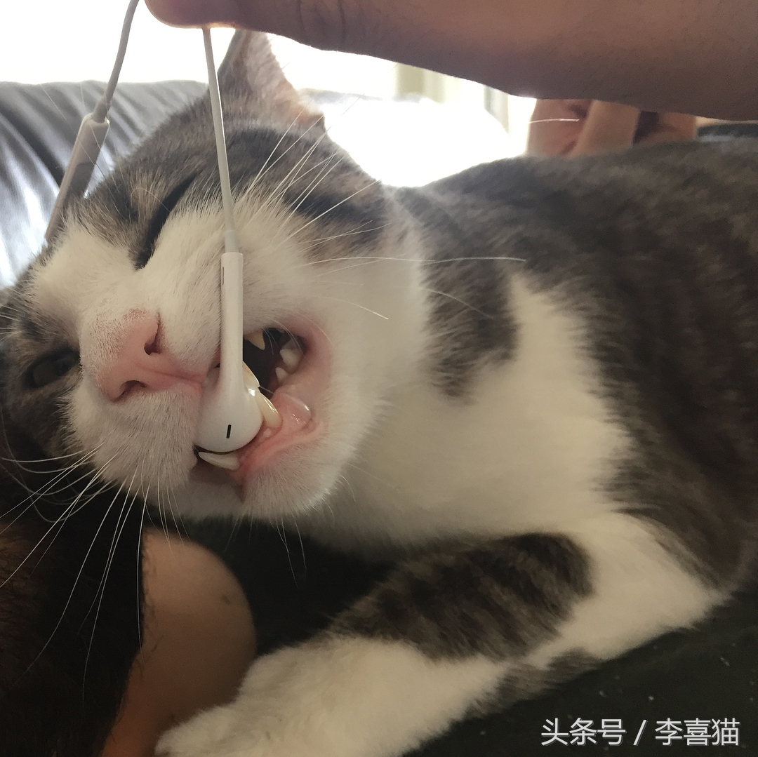 猫咪老咬数据线该怎么办,猫咪怎么养成不咬数据线