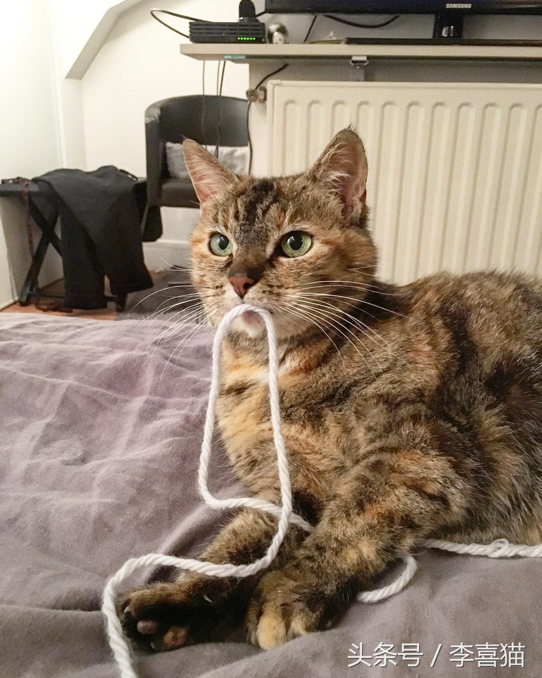 怎么不让猫咪啃数据线,让猫咪认为铲屎官很厉害的方法