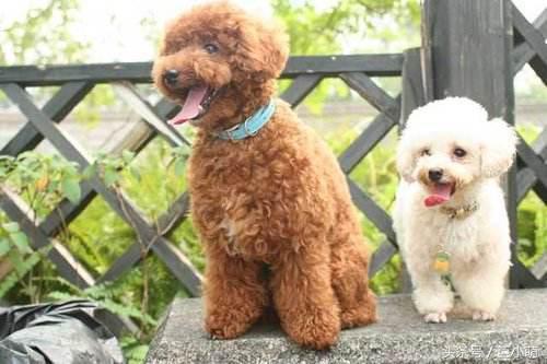 泰迪该怎么养才乖,养泰迪要知道的事