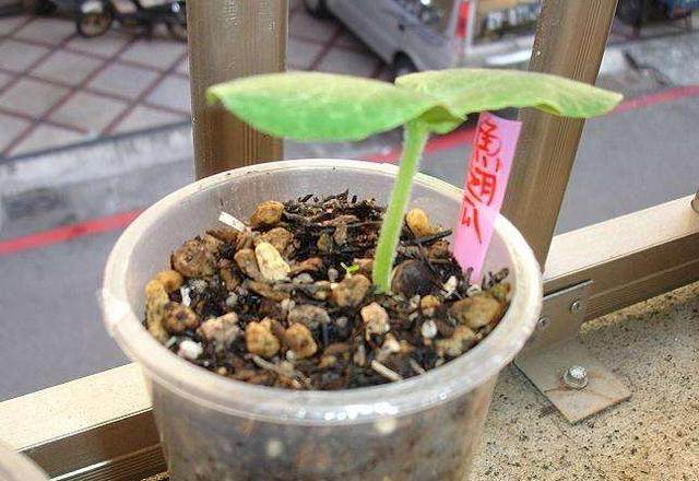 这种瓜表面很普通，却内含“鱼翅”！种点儿不亏~