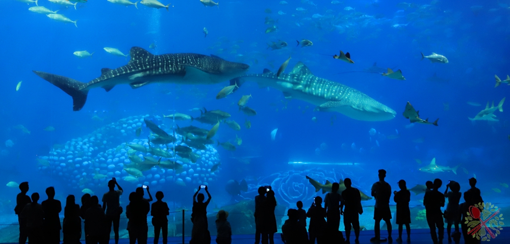 珠海长隆海洋王国企鹅馆北极熊馆,珠海长隆企鹅海洋王国攻略