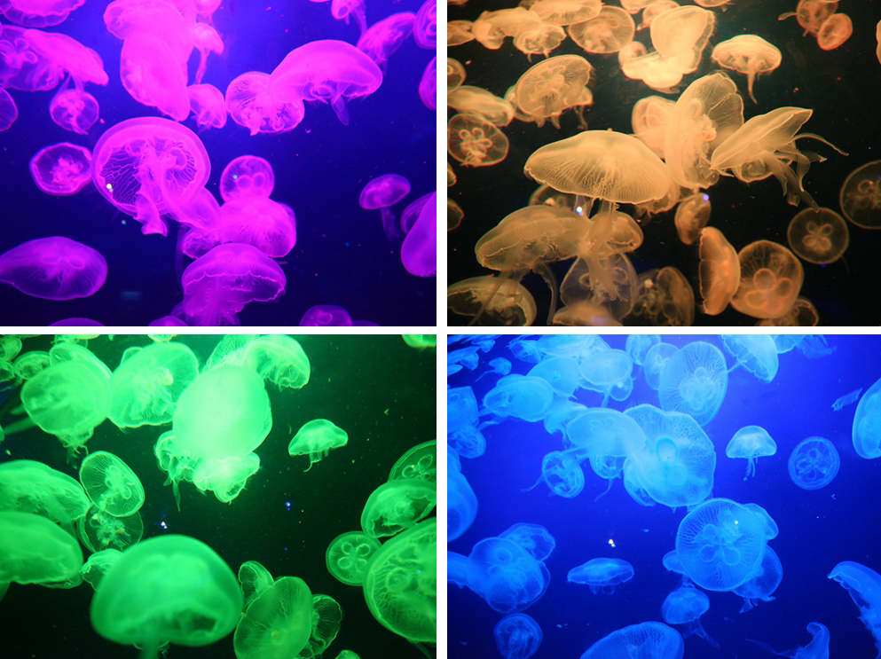 珠海长隆海洋王国企鹅馆北极熊馆,珠海长隆企鹅海洋王国攻略