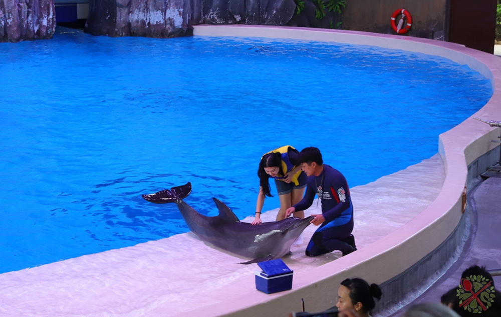 珠海长隆海洋王国企鹅三天两晚,珠海长隆海洋王国企鹅北极熊