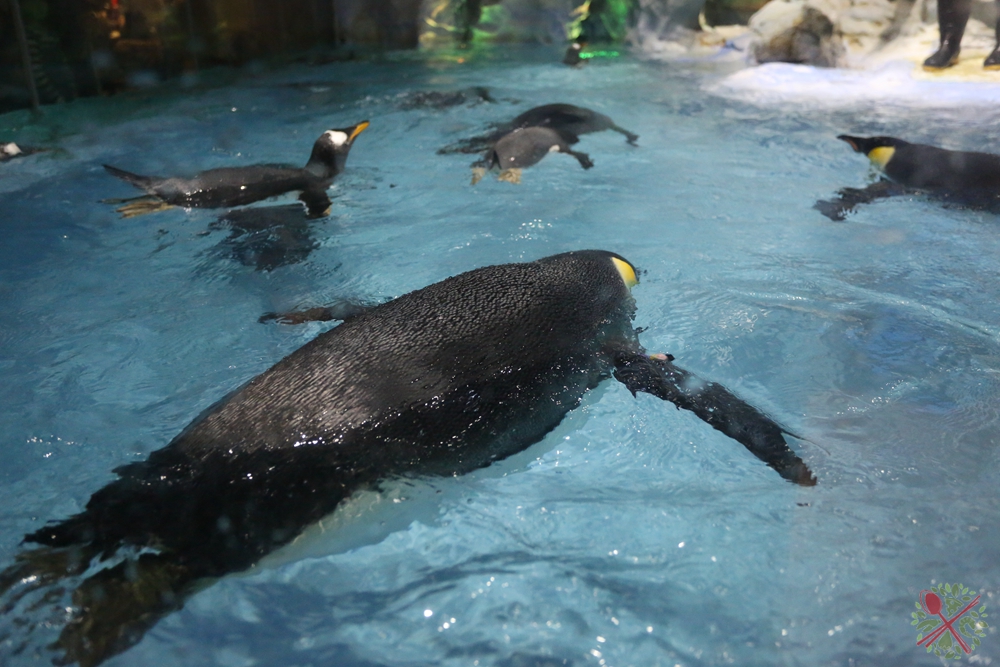 珠海长隆海洋王国企鹅三天两晚,珠海长隆海洋王国企鹅北极熊