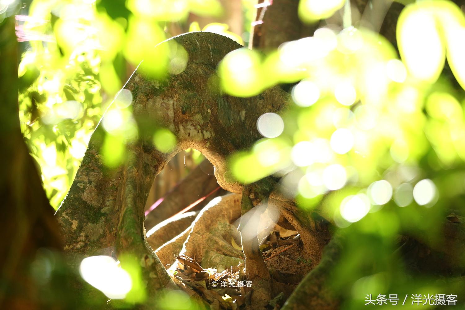 一棵树就覆盖一座国际标准足球场，这棵树是世界之最、华夏之王