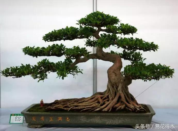 榕树落叶的原因及解决方法,榕树盆景怎样过冬不落叶