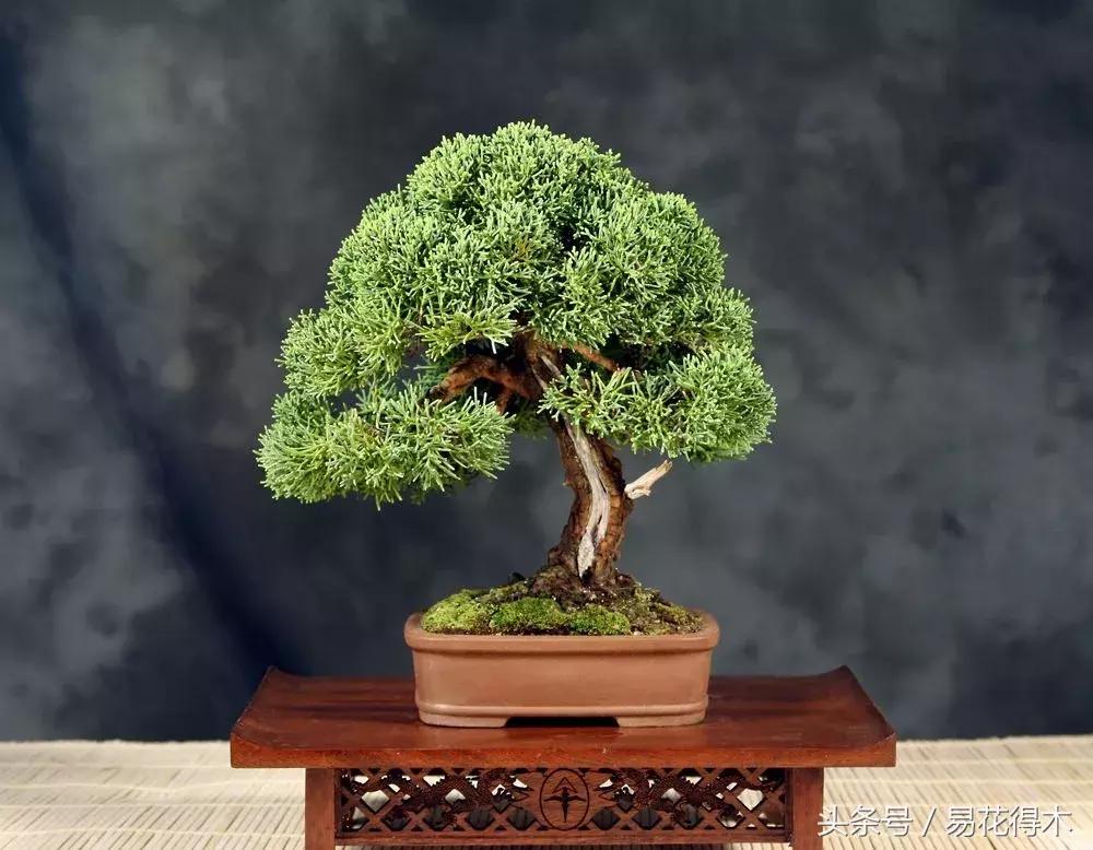 榕树落叶的原因及解决方法,榕树盆景怎样过冬不落叶