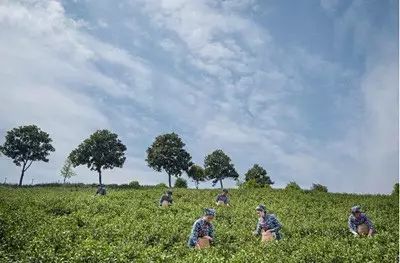 佛山高性价比的小众民宿,青城山惬意小栈精品民宿