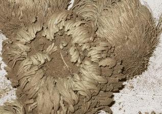 传说中的九死还魂草现实中居然真的存在！太神奇了！