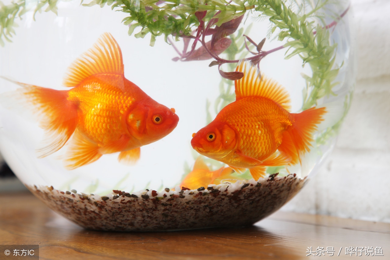 养观赏鱼的步骤和注意事项和技术,养观赏鱼的基本方法和技巧