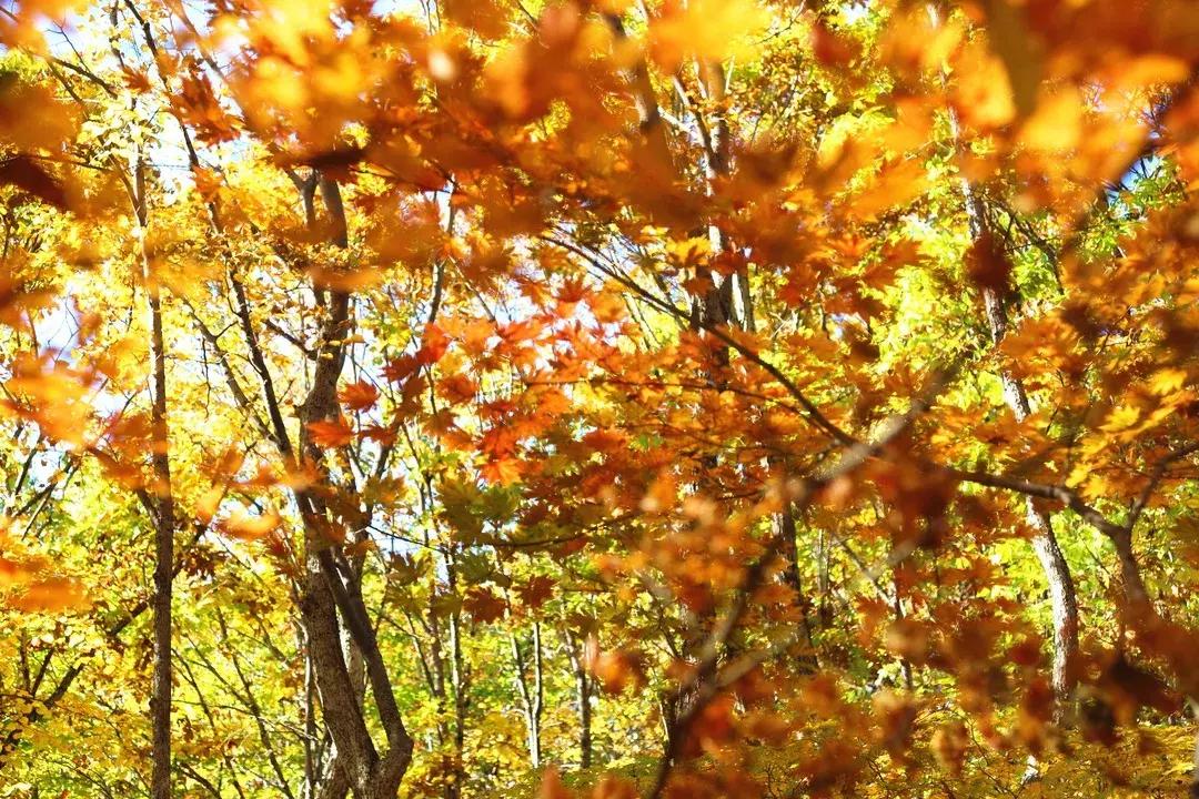 云南一天的游客人流量,云南人多的景点怎么拍照