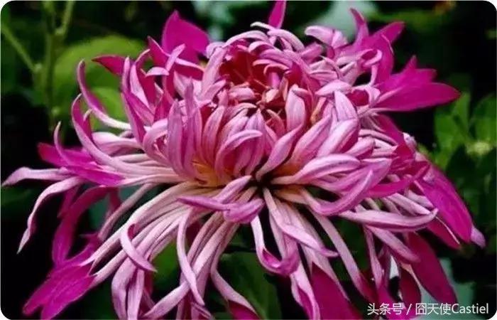 精美菊花100幅,100幅菊花国画简单
