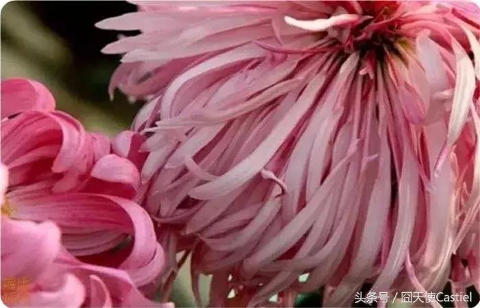 精美菊花100幅,100幅菊花国画简单