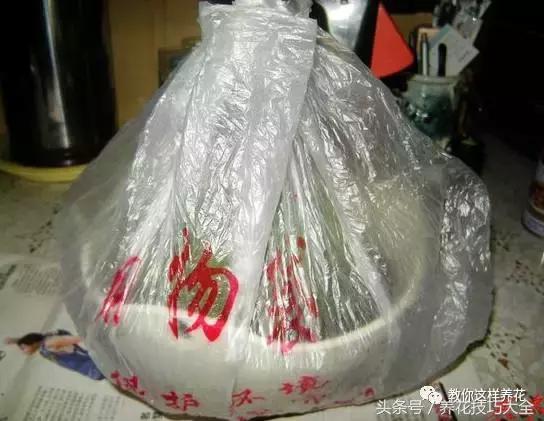 蟹爪兰长得好好的就断了怎么回事,蟹爪兰花蔫了怎么补救