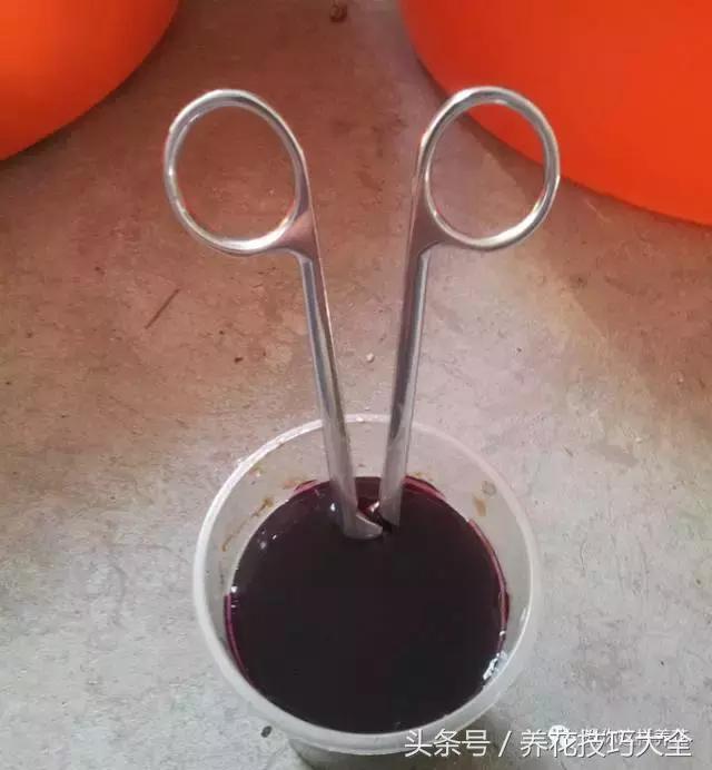 蟹爪兰长得好好的就断了怎么回事,蟹爪兰花蔫了怎么补救