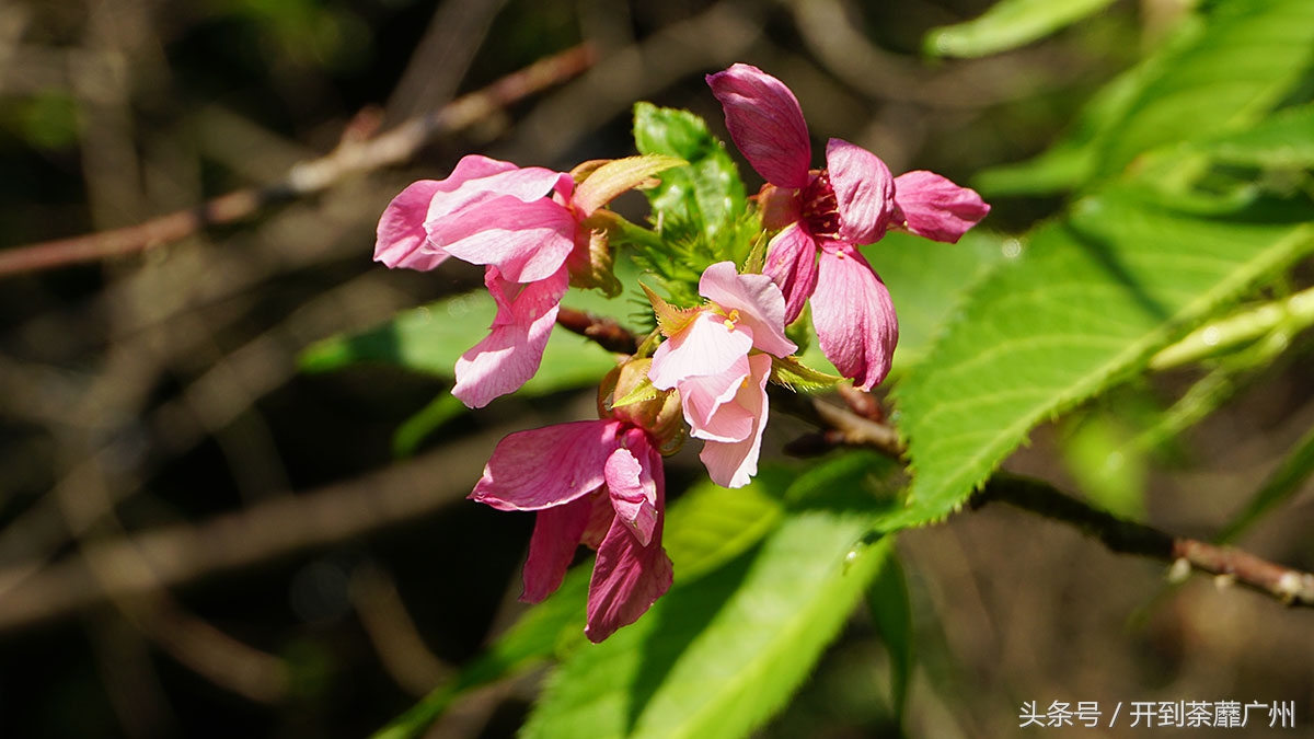 白云山樱花开了吗,白云山樱花盛开