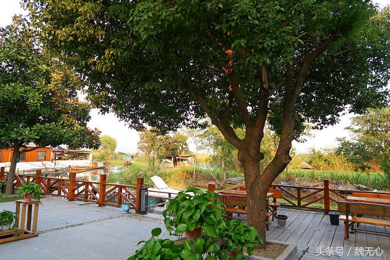 去阳澄湖吃大闸蟹一日游10月份,去阳澄湖吃大闸蟹一日游蟹行天下