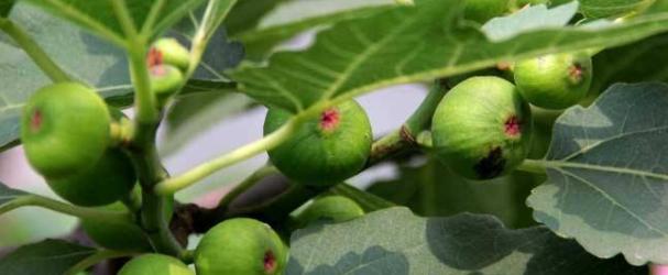 种植无花果怎么防抽干,无花果如何预防钻心虫
