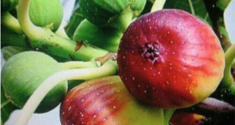 种植无花果怎么防抽干,无花果如何预防钻心虫