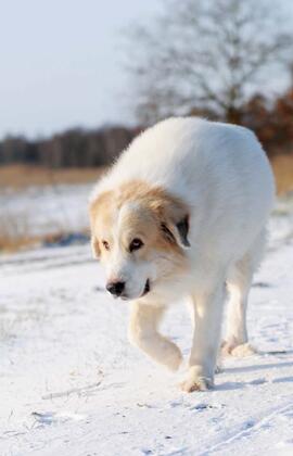 你的大软棉花糖上线了！巨型比利牛斯犬了解一下