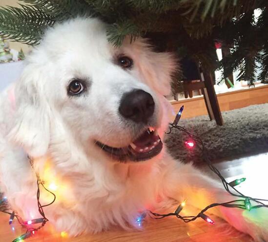 你的大软棉花糖上线了！巨型比利牛斯犬了解一下