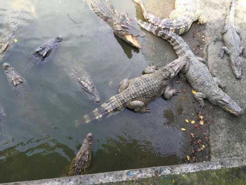 广州鳄鱼公园鳄鱼王,世界上最大的鳄鱼公园