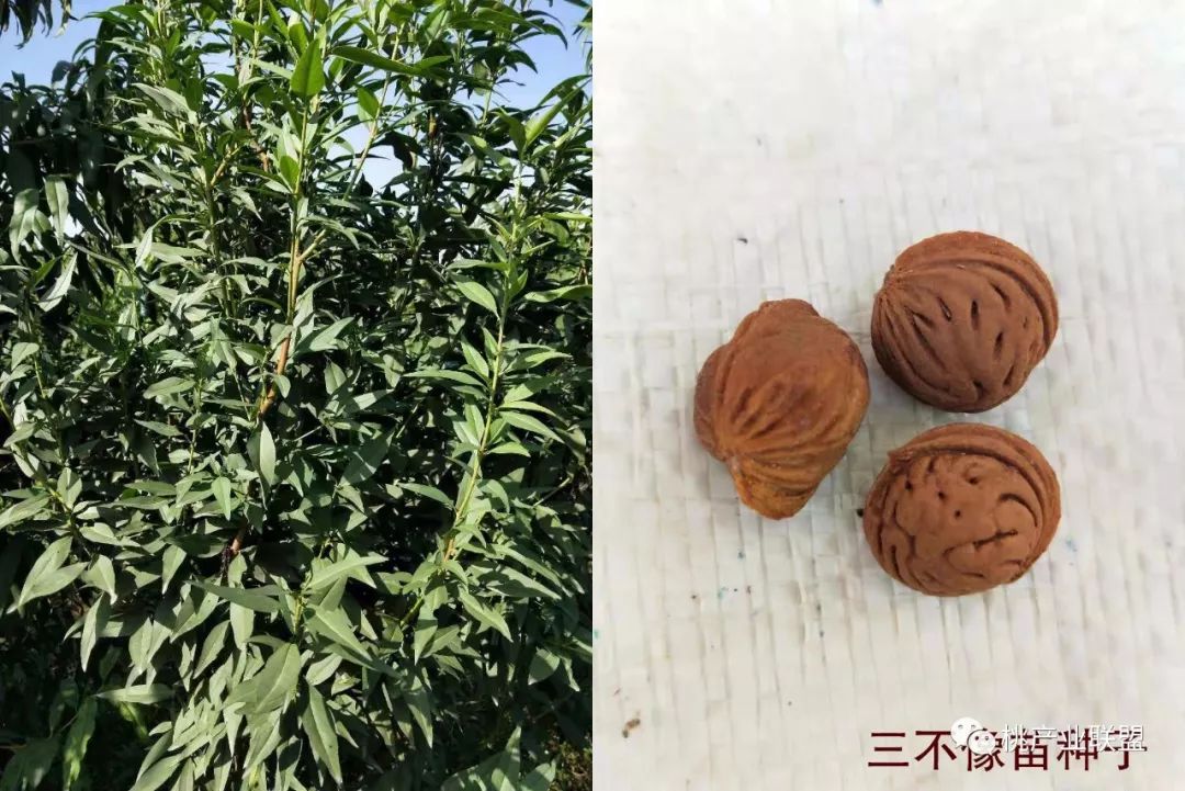 桃砧木选择,山桃砧木的优缺点