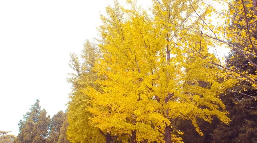 桂花香，残荷，银杏，宁波的秋天