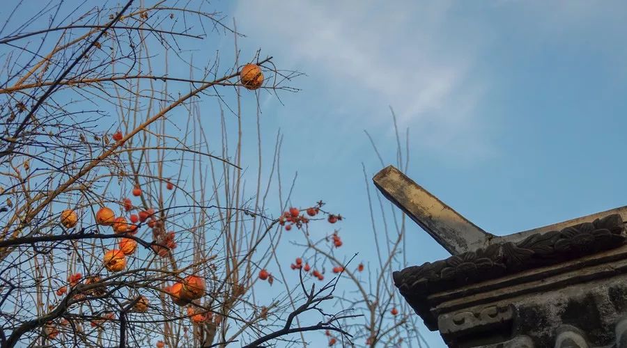 桂花香，残荷，银杏，宁波的秋天