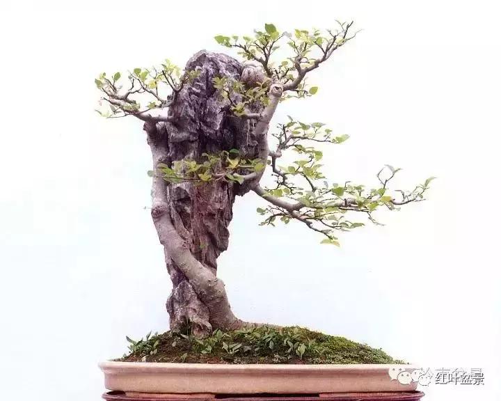 百看不厌的盆景欣赏,盆景欣赏难得一见的绝美盆景艺术