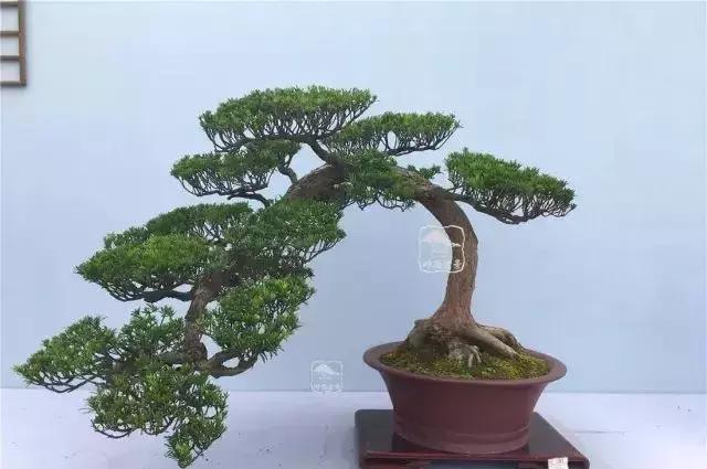 百看不厌的盆景欣赏,盆景欣赏难得一见的绝美盆景艺术