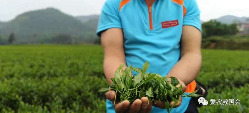 花*功香**夫红茶研究（二）